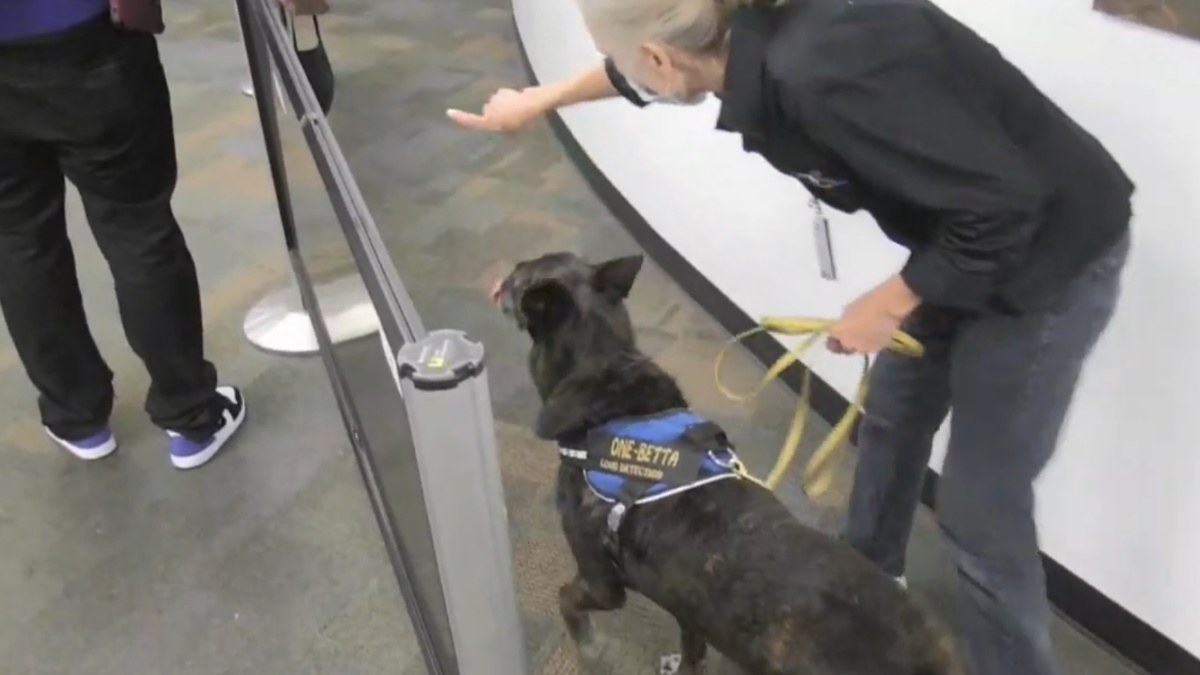 Cobra y One-Betta, las detectoras de covid-19 en el aeropuerto de Miami