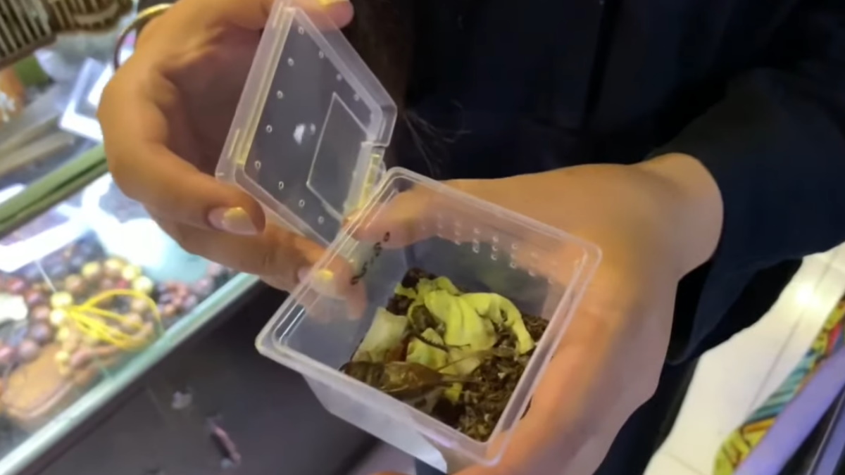 Mascotas, músicos y gladiadores: los grillos en la China de 2021