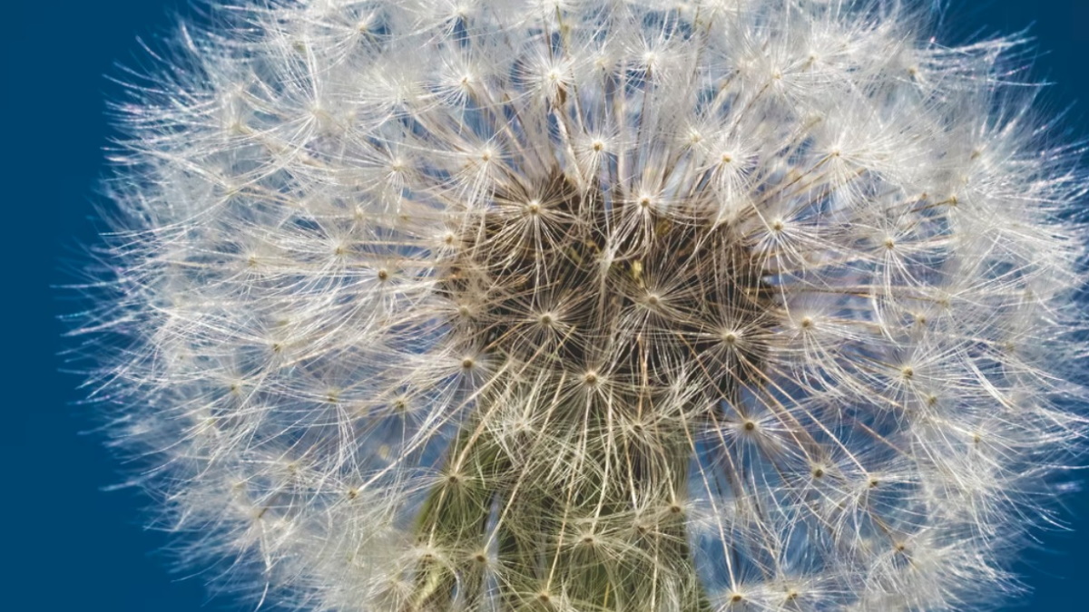 Nuestra fragilidad: paradoja del mundo actual