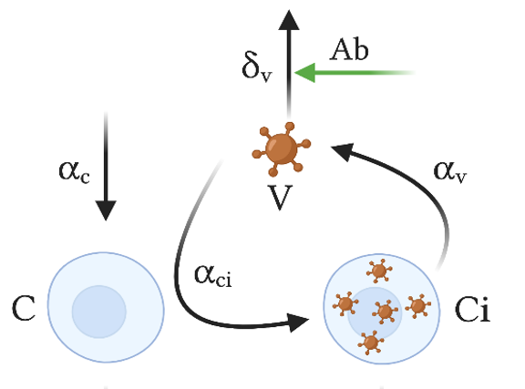 Nuevo modelo matemático ayudará a optimizar el desarrollo de vacunas - modelo-matematico-vacunas