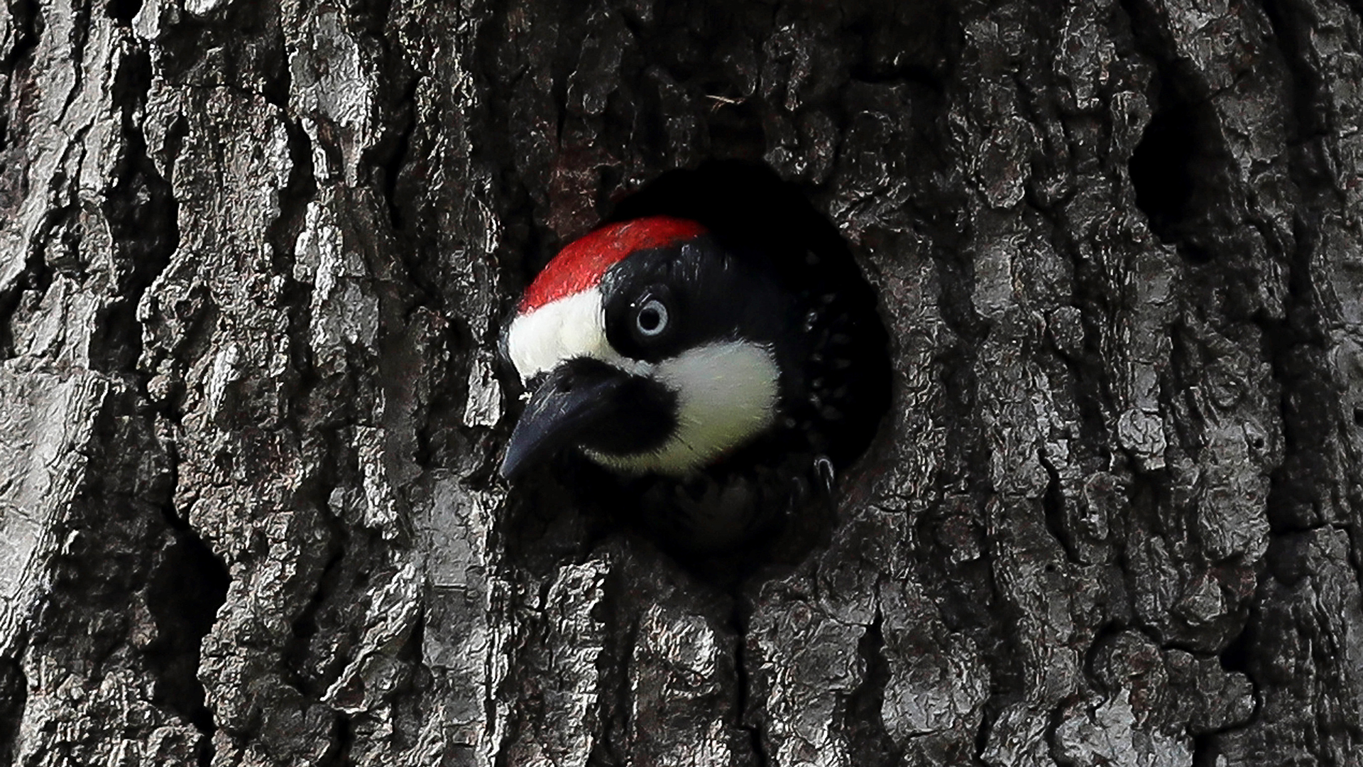 Estados Unidos declara la extinción de 23 especies animales