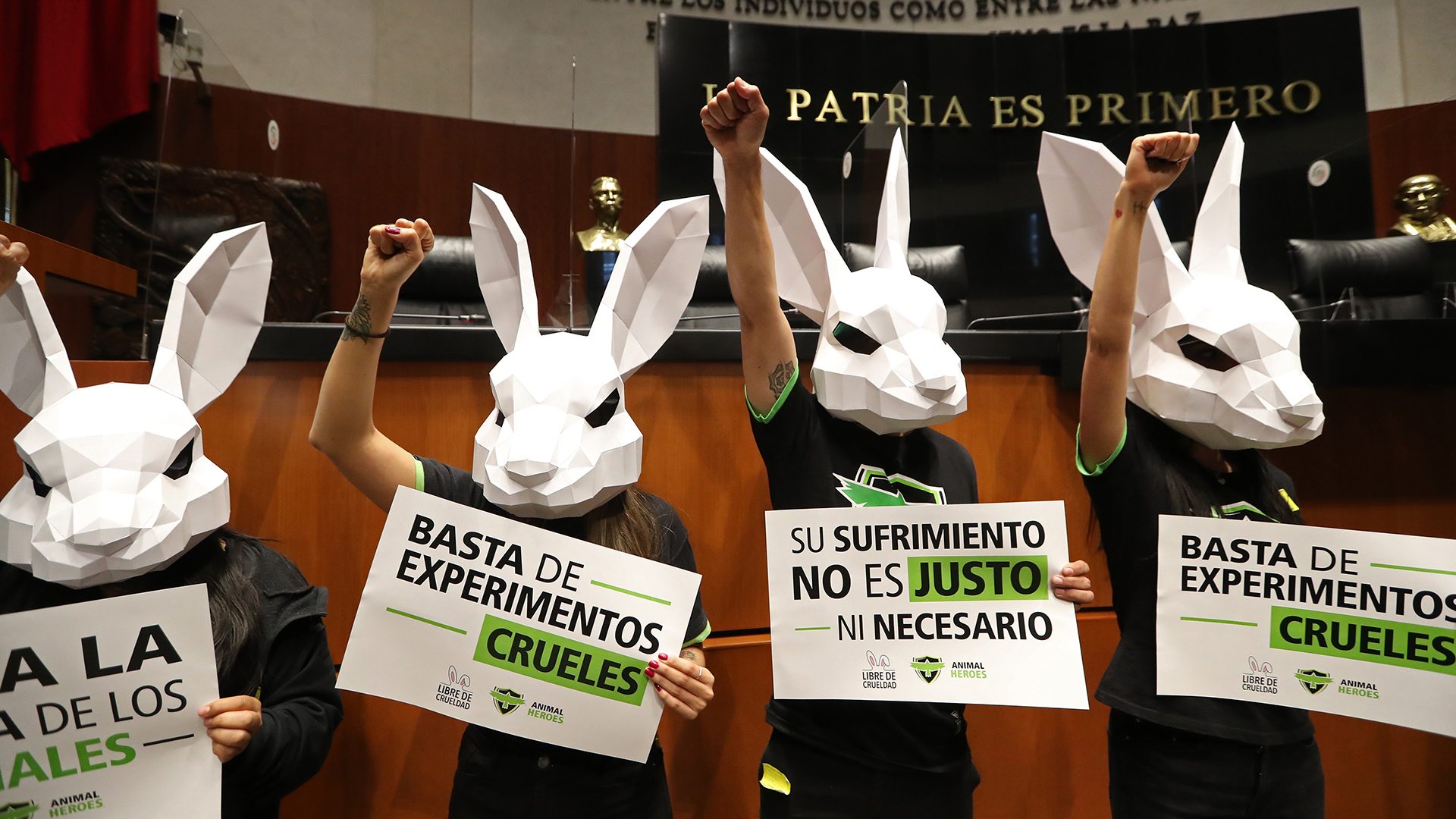 Piden al Senado prohibir experimentos con animales en la industria cosmética