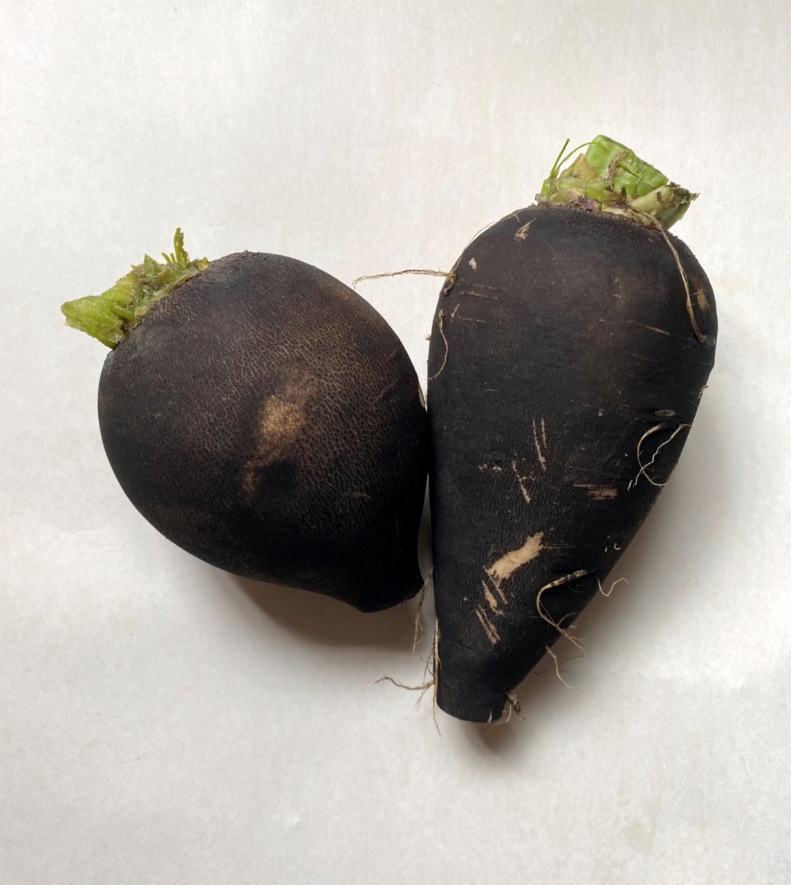 Tratan cálculos biliares a base de rábano negro