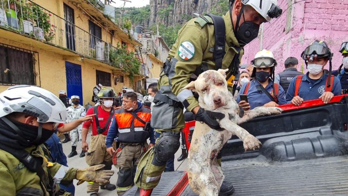 Rescatan con vida a perro del derrumbe en Cerro del Chiquihuite