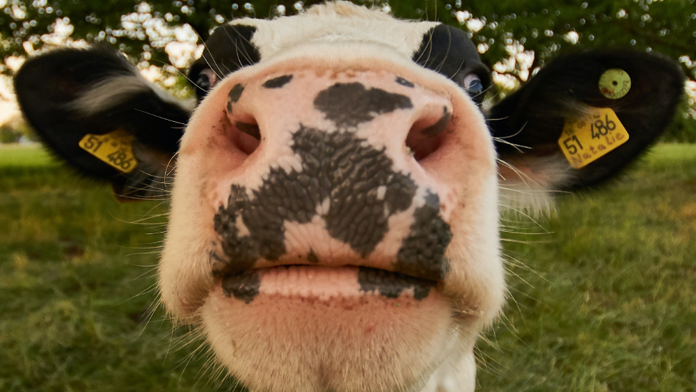 Brasil detecta dos casos atípicos de “vacas locas”