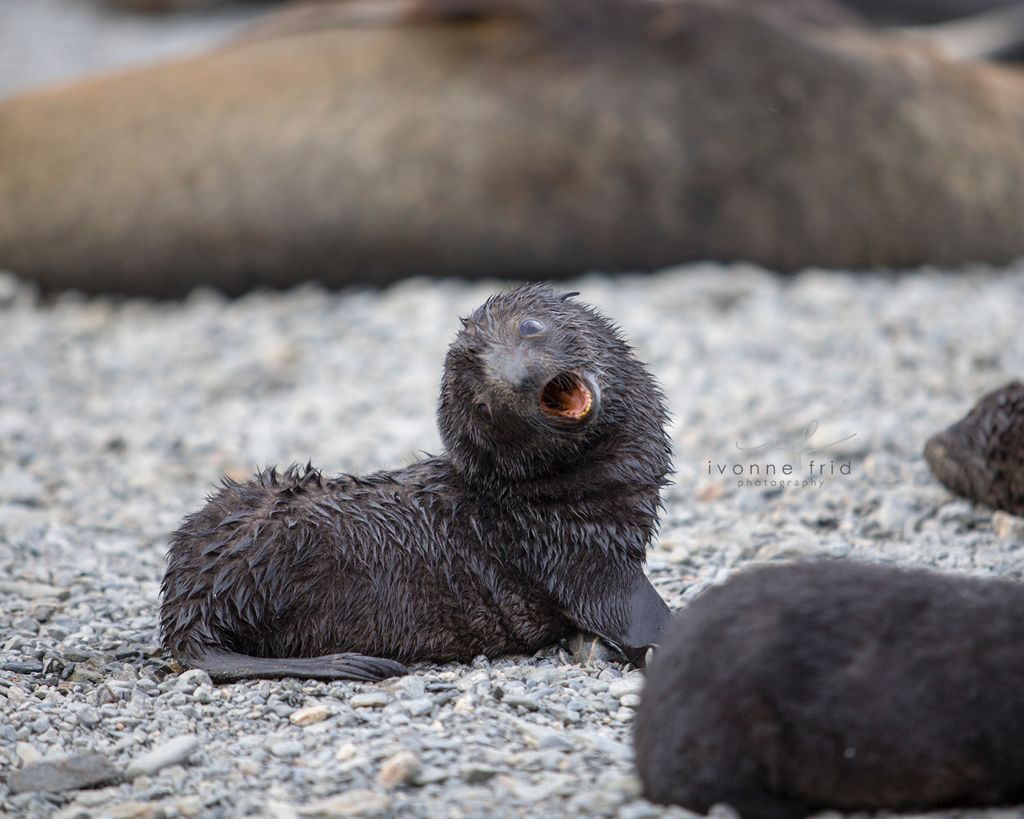 Las peligrosas estaciones balleneras del Atlántico Sur, por Ivonne Frid - whatsapp-image-2021-09-05-at-122907-1