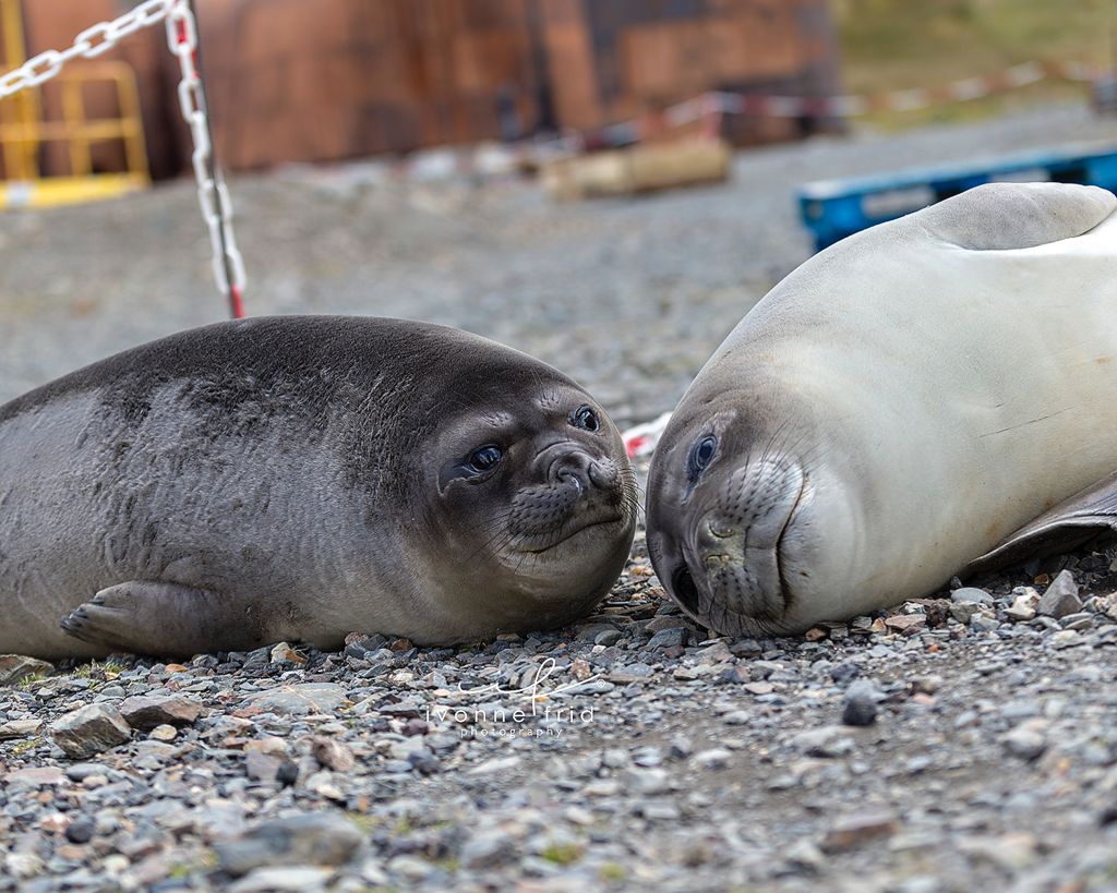 Las peligrosas estaciones balleneras del Atlántico Sur, por Ivonne Frid - whatsapp-image-2021-09-05-at-122907-6