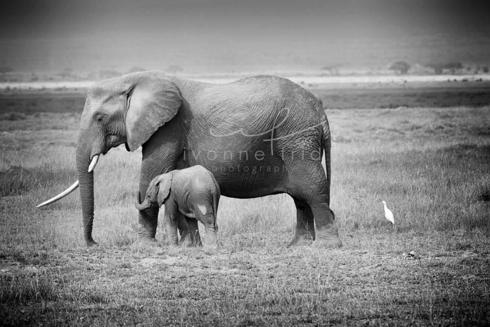 Kenia, mi amigo masai y su cuenta en Instagram, por Ivonne Frid - whatsapp-image-2021-09-13-at-175336-2