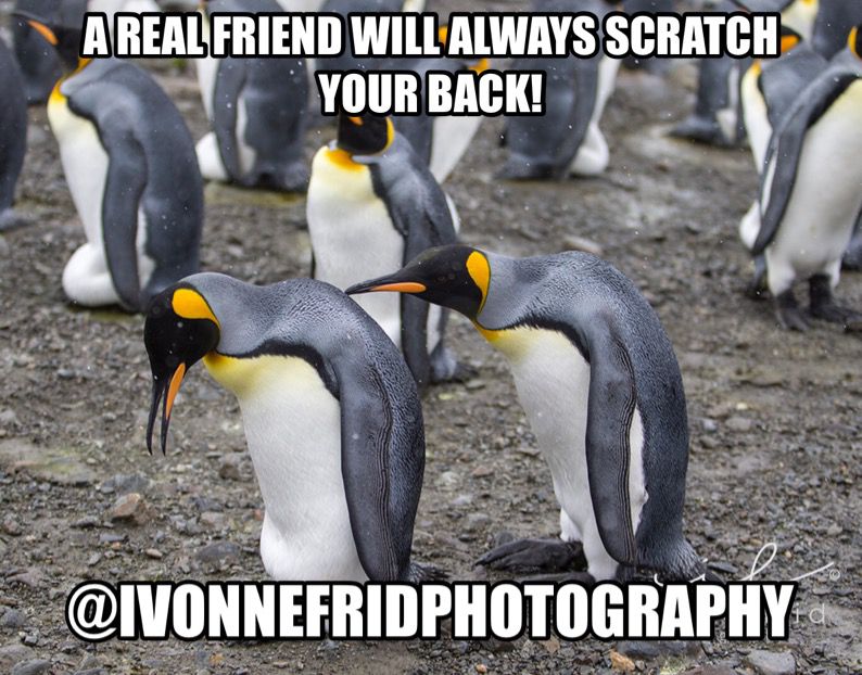 Mis amigos los pingüinos de la Antártida, por Ivonne Frid - 2