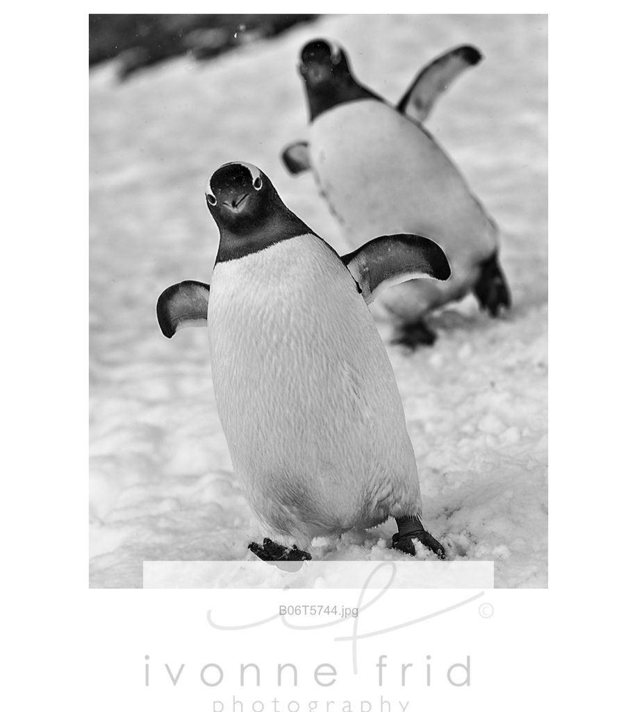 Mis amigos los pingüinos de la Antártida, por Ivonne Frid - 3