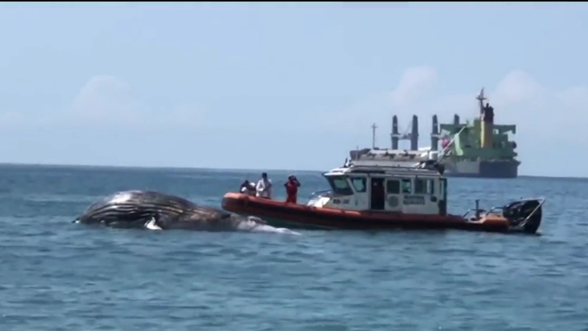 Hallan en Manzanillo, Colima, a ballena jorobada muerta Hallan en Manzanillo, Colima, a ballena jorobada muerta