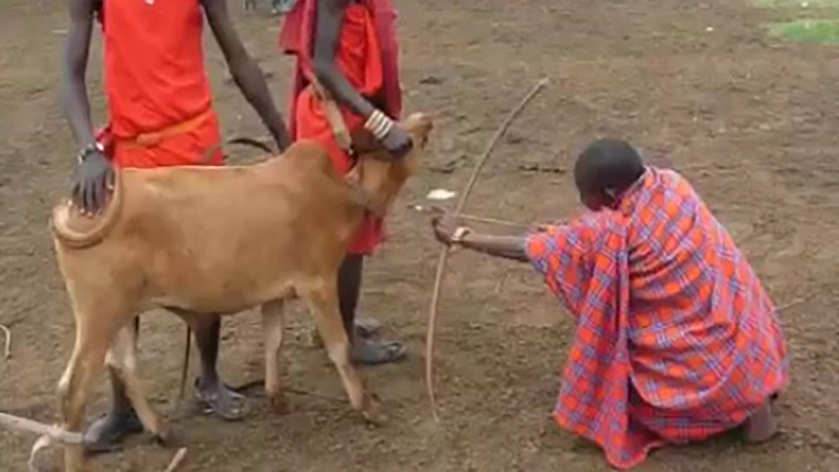 Sangre de vaca con leche: alimento nutritivo para la Tribu Masai