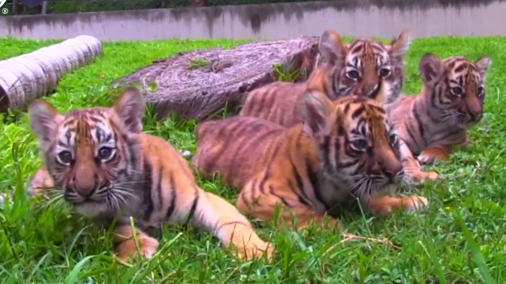 Cuatro cachorros de tigre deleitan a visitantes de zoológico en Guadalajara