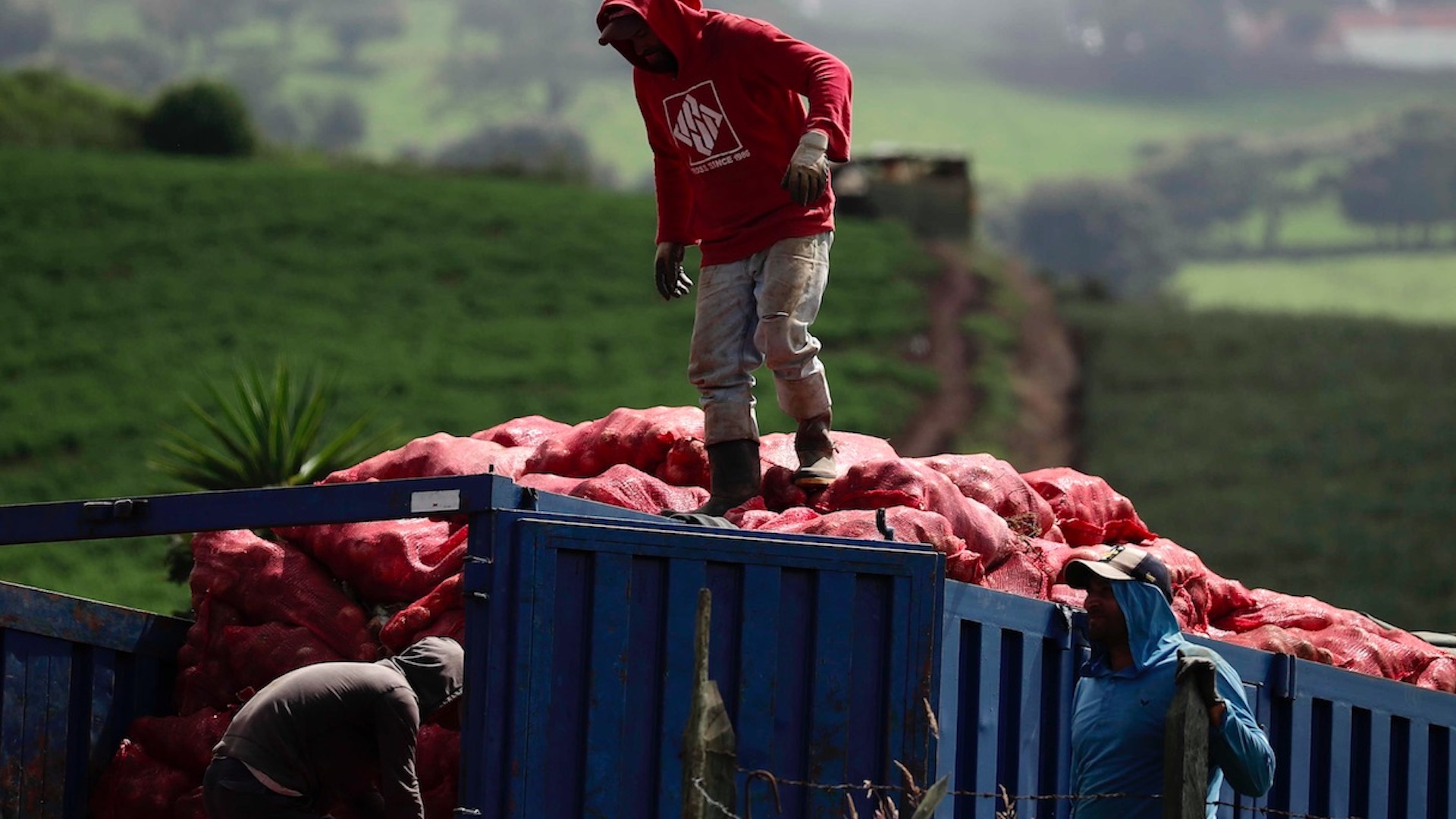 México investiga posible salmonelosis en cebollas tras brote en EE.UU.