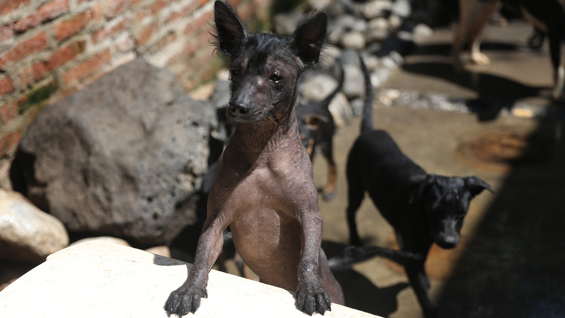 Cámara de Diputados aprueba crear el Día Nacional del Xoloitzcuintle - de-guia-de-los-muertos-a-raza-de-moda-el-perro-xoloitzcuintle