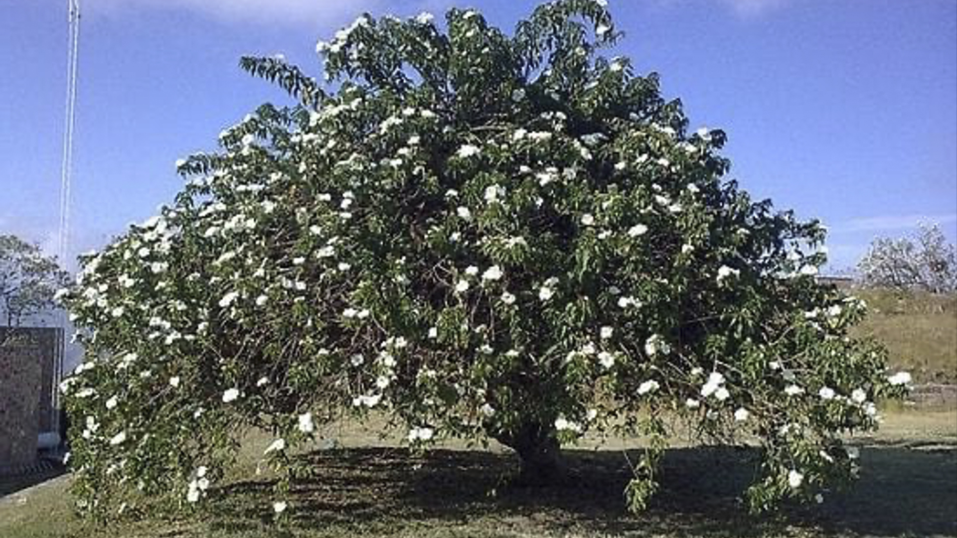 El árbol de los deseos