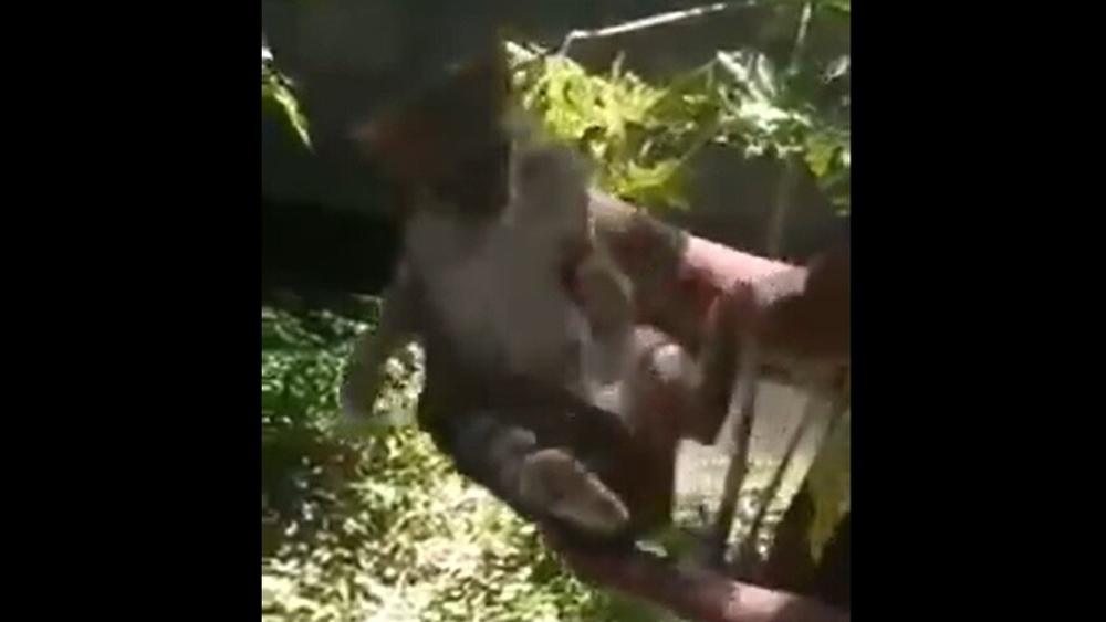 #Video Jóvenes maltratan a gatos arrojándolos a canal de aguas negras