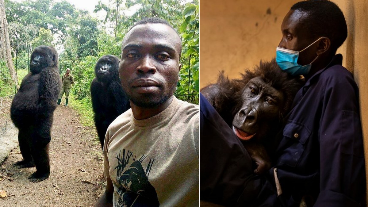 Muere Ndakasi, gorila que se volvió viral por ‘selfie’ con guardaparques