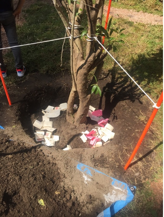 El árbol de los deseos - imagen-3