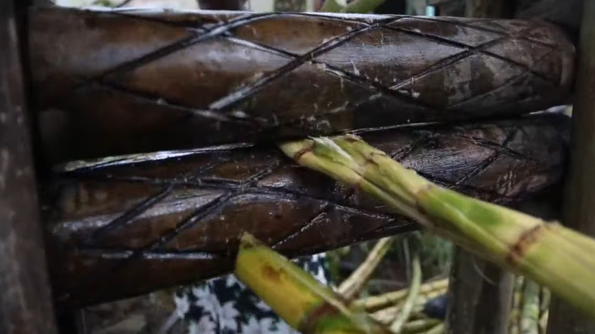 El viche, un licor que rescata el saber ancestral de los afrocolombianos