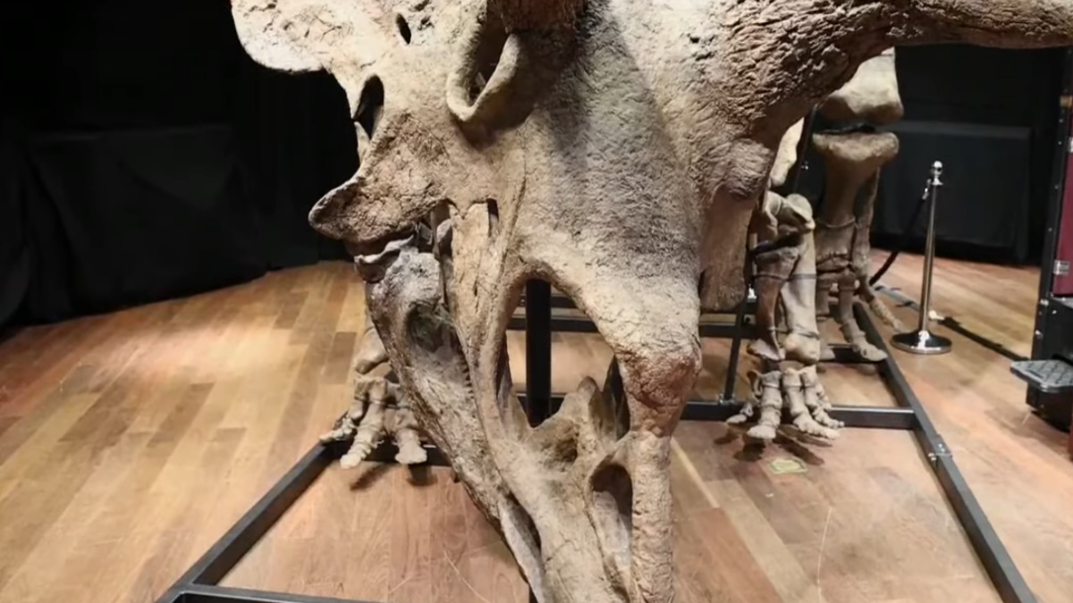 Subastado el esqueleto de un gran triceratops por 6.65 millones de euros