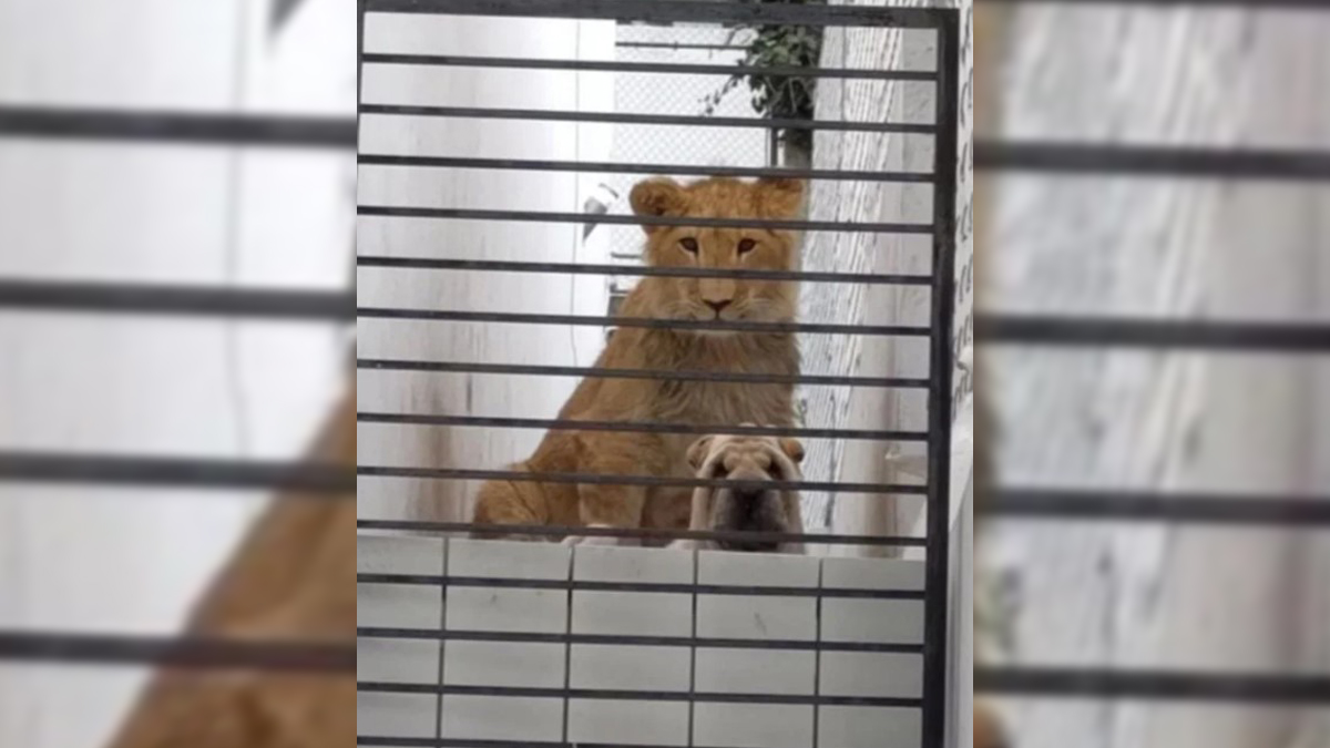 Vecinos de Atizapán alertan por león y perro en casa sola; “están acostumbrados a convivir”, responden dueños