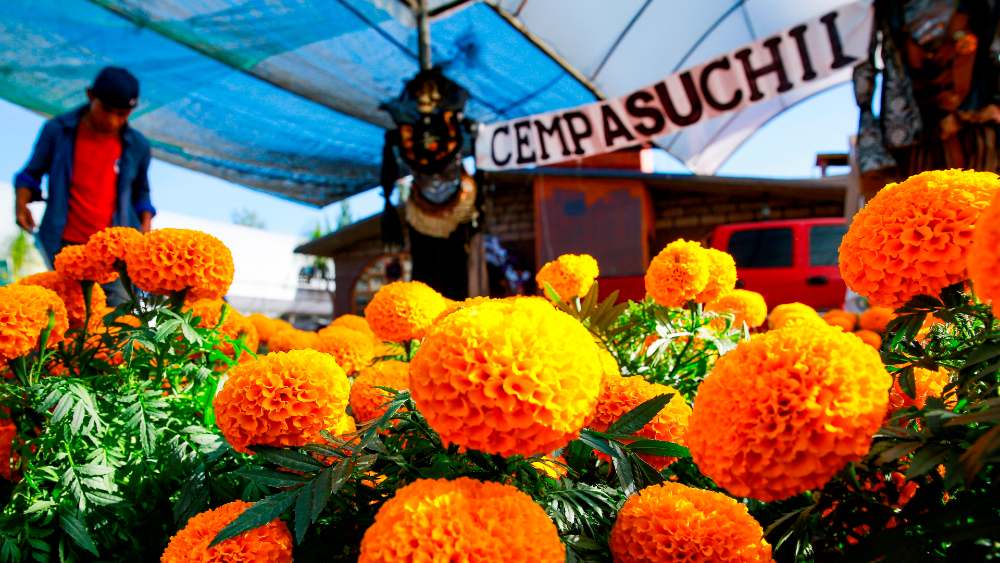 Día de Muertos resiste y coexiste en México con celebración de Halloween - mexico-cempasuchil