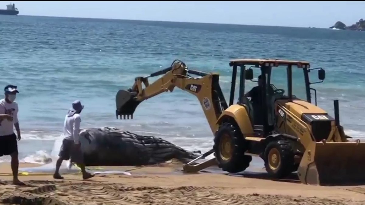 Hallan en Manzanillo, Colima, a ballena jorobada muerta - remolque-de-ballena-jorobada-muerta-en-manzanillo-colima