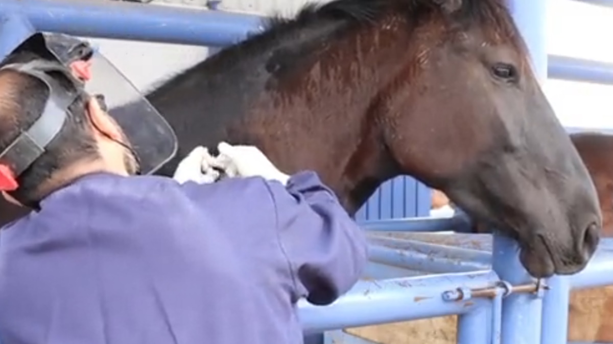 Inicia en México producción de suero equino contra COVID-19 Inicia en México producción de suero equino contra COVID-19