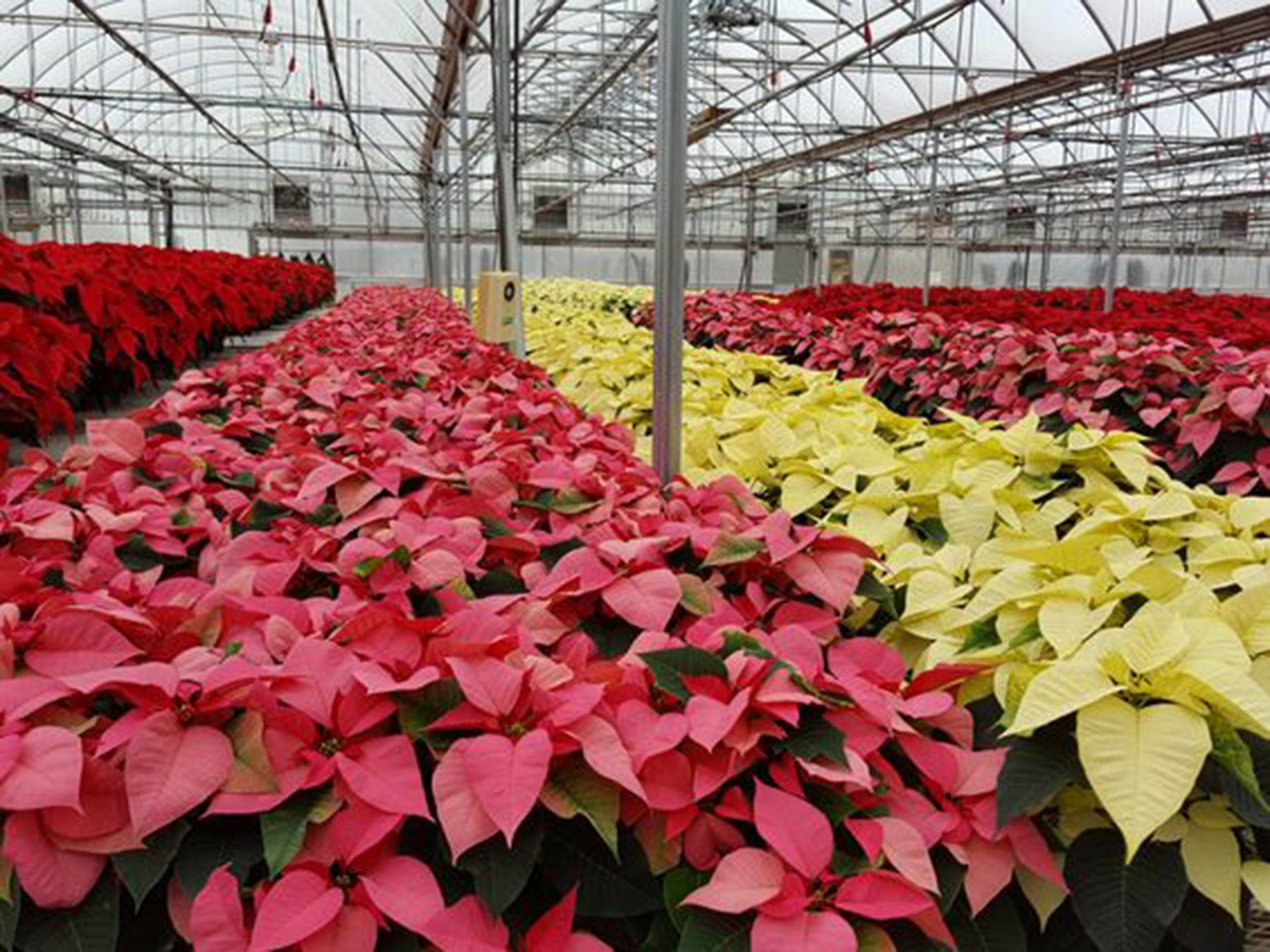 Sólo dos de las 16 variantes de la nochebuena se explotan comercialmente: UNAM