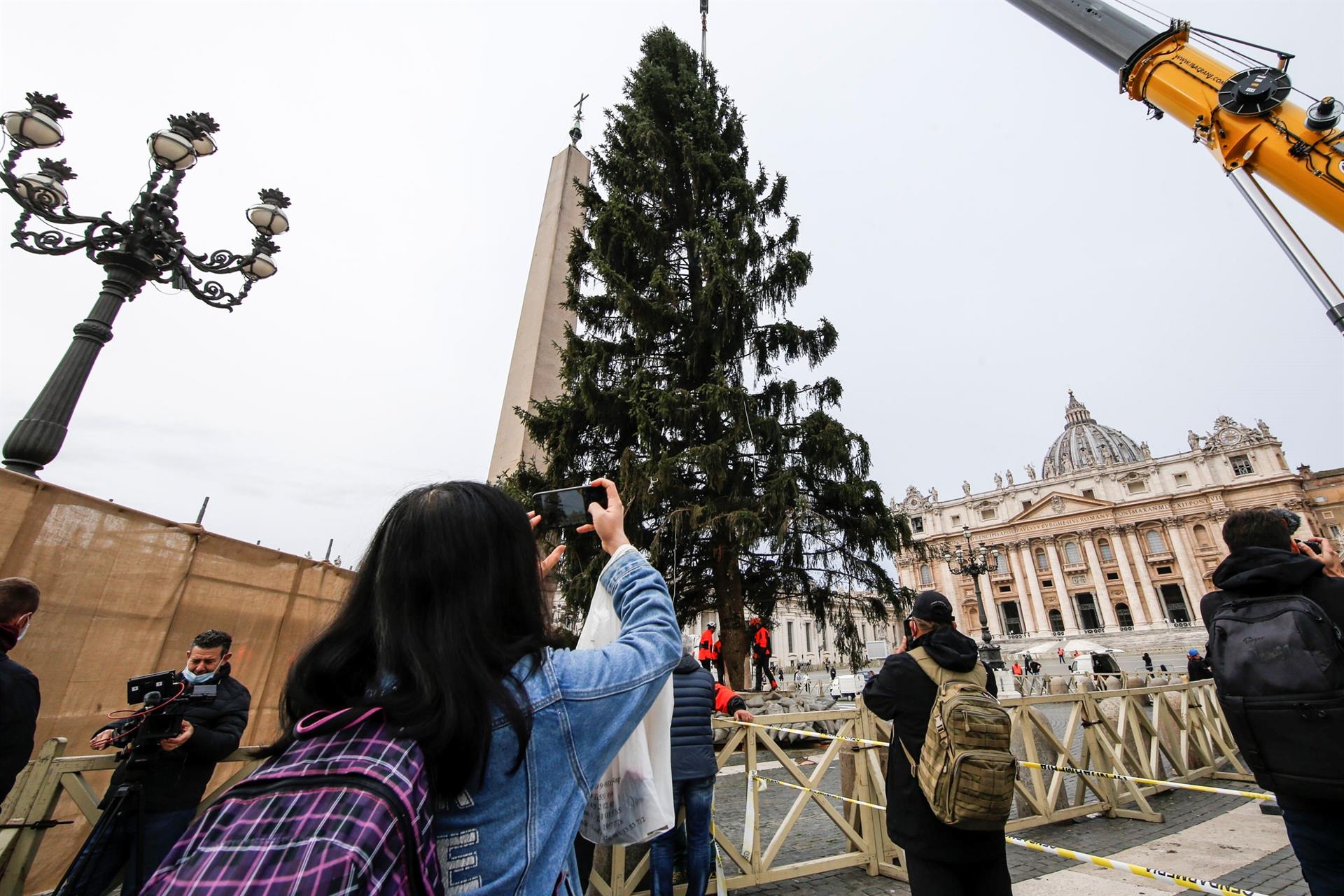 Abeto de 113 años será el árbol de Navidad del Vaticano