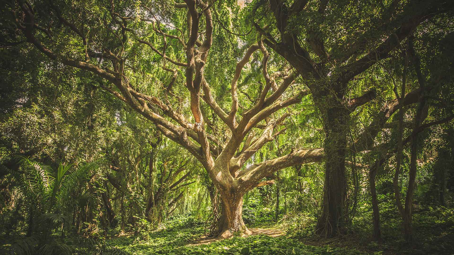 Cuidar de los bosques que tenemos es más efectivo que plantar, según expertos Cuidar de los bosques que tenemos es más efectivo que plantar, según expertos