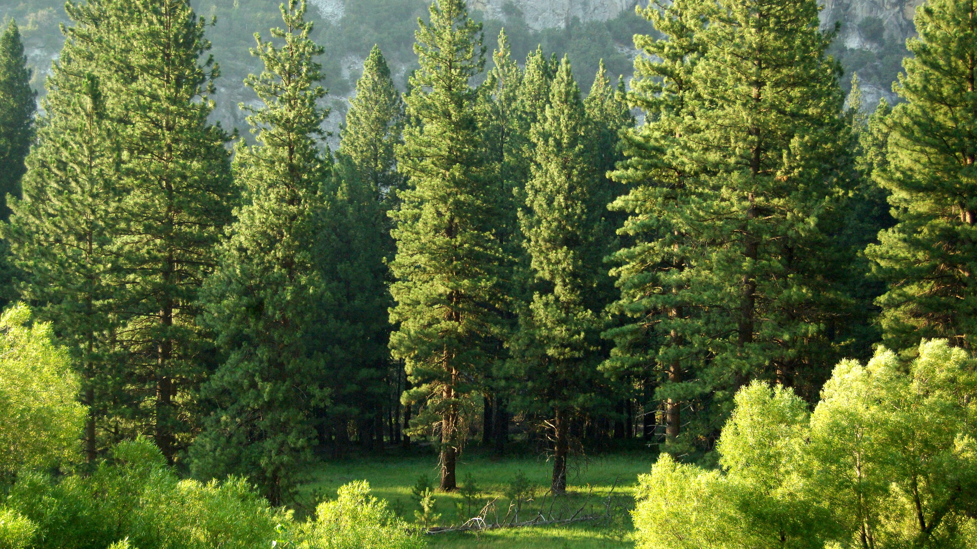 Rechazan que acuerdo contra deforestación de COP26 surja de Sembrando Vida Rechazan que acuerdo contra deforestación de COP26 surja de Sembrando Vida