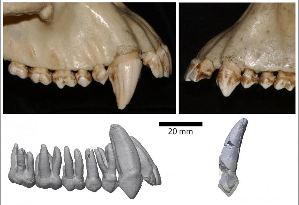 Colmillos de hombres redujeron su tamaño al inicio de la evolución - caninos-de-chimpance-y-de-ardipithecus-ramidus-1024x703