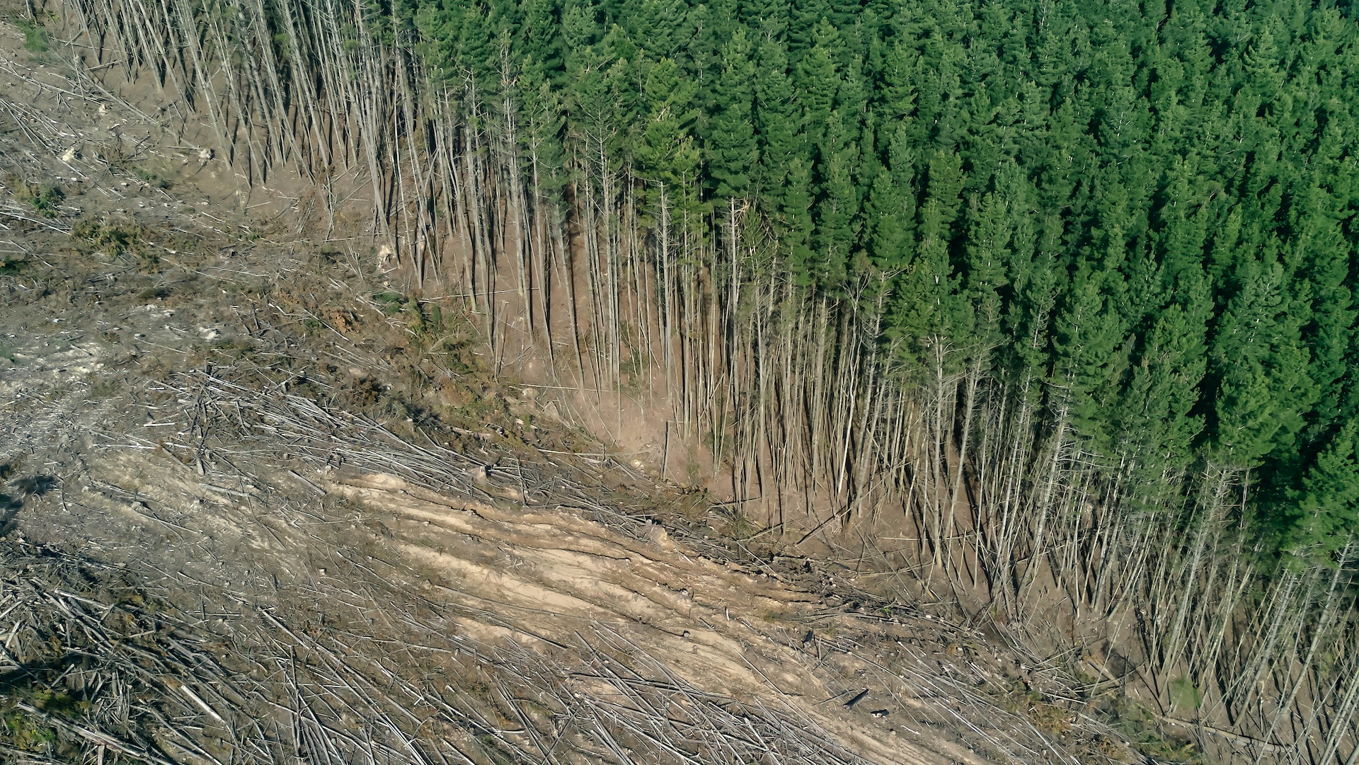 Cada año se pierden 203 mil hectáreas de bosque en México por tala ilegal