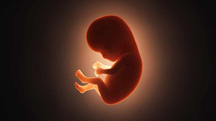 Estudio detalla por primera vez la gastrulación en el desarrollo embrionario Estudio detalla por primera vez la gastrulación en el desarrollo embrionario