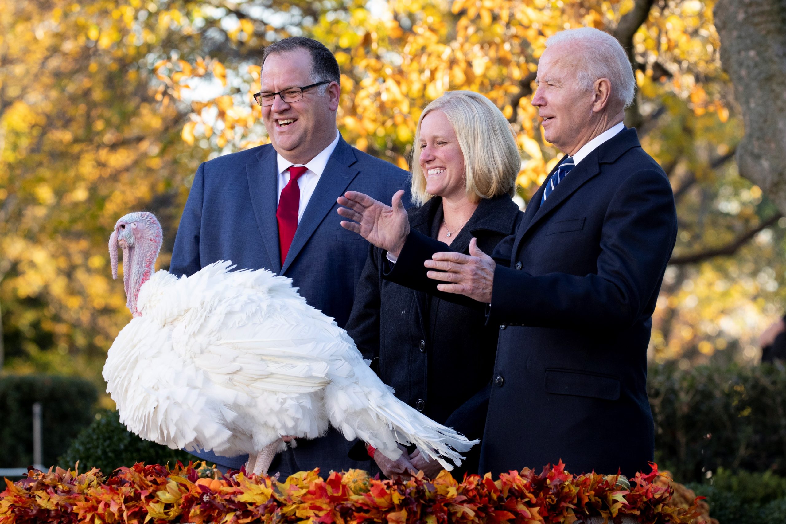 Biden continúa con la tradición y perdona a dos pavos previo al Día de Acción de Gracias Biden continúa con la tradición y perdona a dos pavos previo al Día de Acción de Gracias