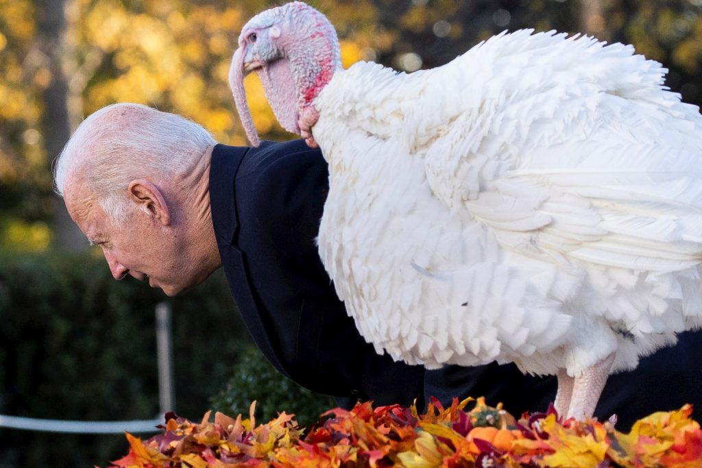 Biden continúa con la tradición y perdona a dos pavos previo al Día de Acción de Gracias - dia-de-gracias-biden-pavos-1024x683