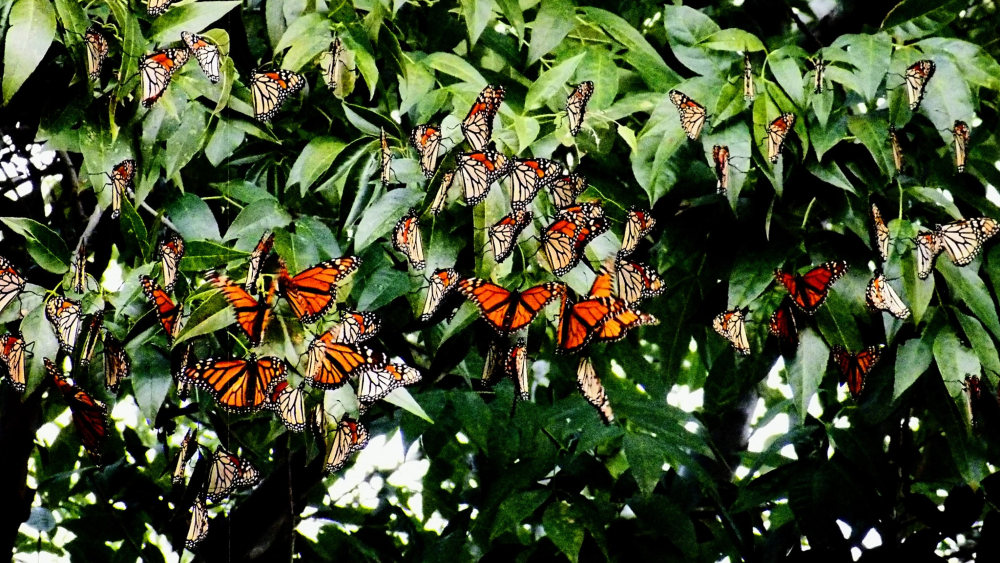 Comienzan a llegar a México miles de mariposas monarca Comienzan a llegar a México miles de mariposas monarca