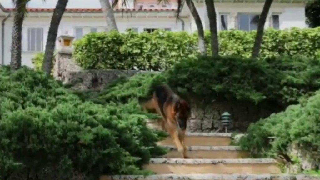 Perro más rico del mundo vende mansión en Miami por casi 32 mdd - perro-gunther-vi-en-mansion-a-la-venta-1024x576