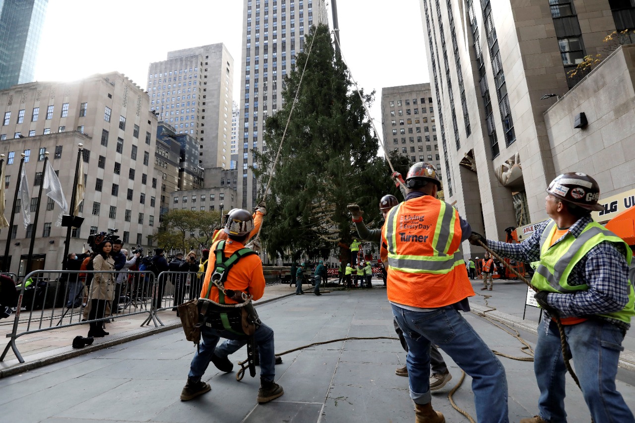 Llega a Nueva York árbol del Rockefeller Center que marca inicio de Navidad Llega a Nueva York árbol del Rockefeller Center que marca inicio de Navidad