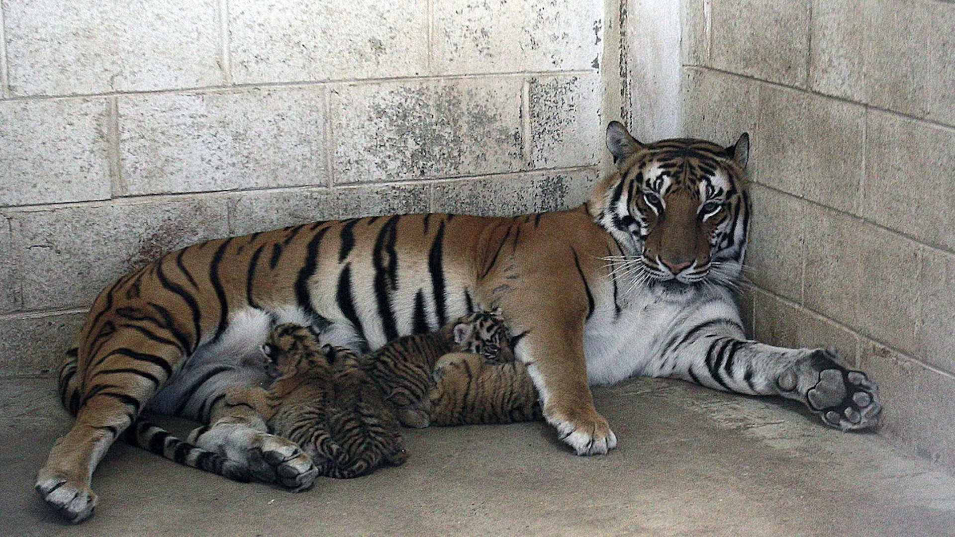 Nacen cuatro cachorros de tigre de bengala en un zoológico de Ciudad Juárez Nacen cuatro cachorros de tigre de bengala en un zoológico de Ciudad Juárez
