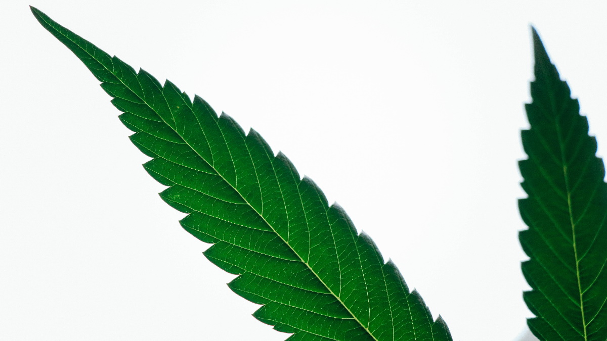 SCJN declara inconstitucional prohibir producción de cáñamo