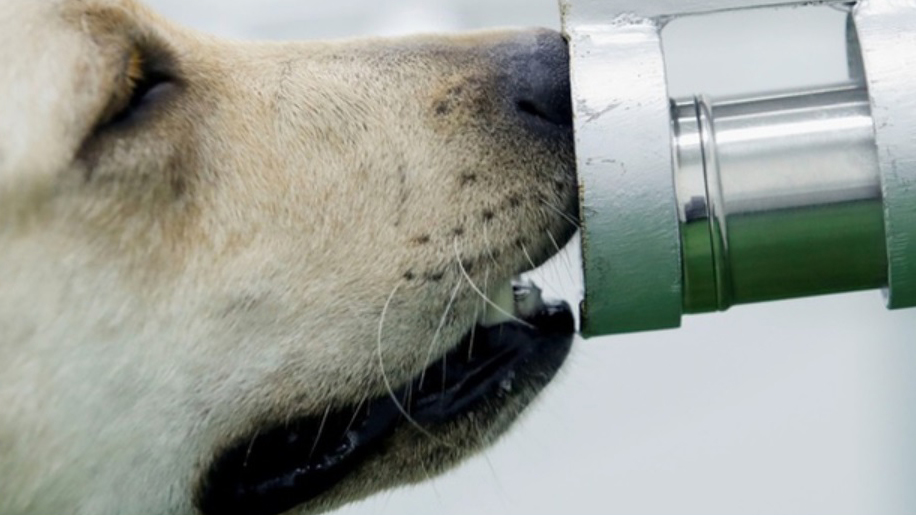 Entrenan a perros en México para detectar COVID-19 - entrenamiento-de-perros-en-mexico-para-detectar-casos-de-covid-19