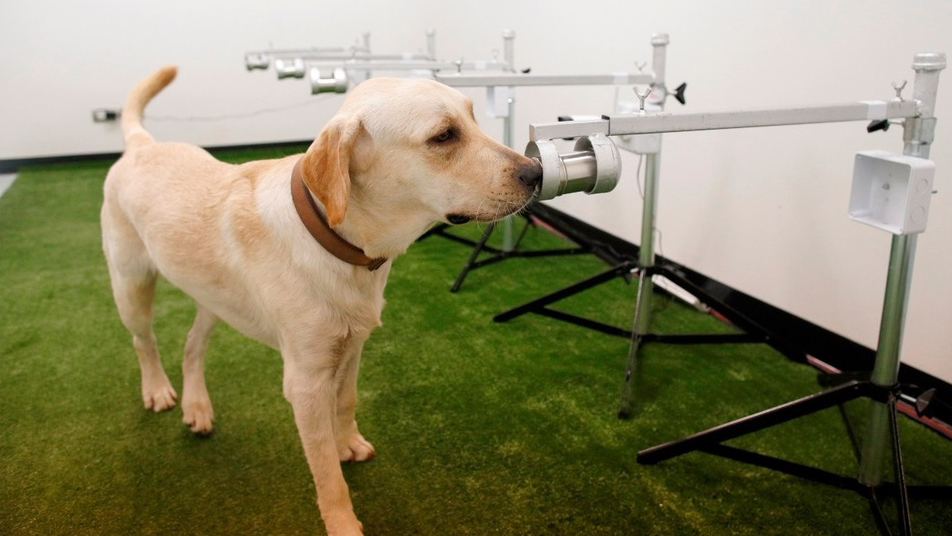 Entrenan a perros en México para detectar COVID-19