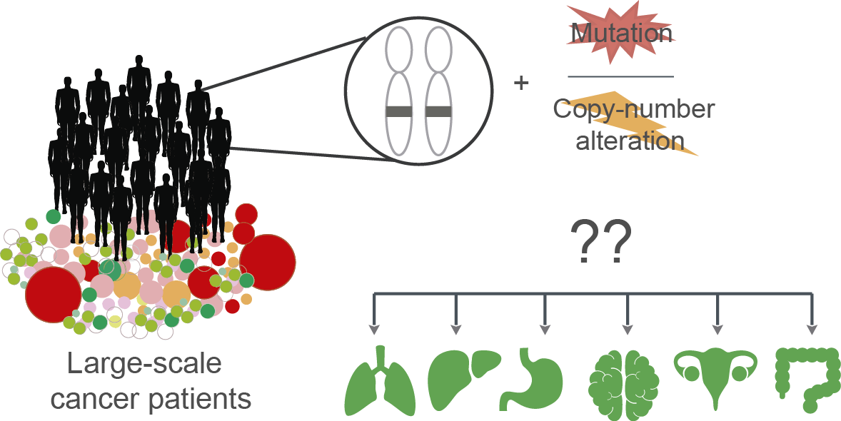 Descubren por qué los genes necesitan una o dos mutaciones para causar cáncer Descubren por qué los genes necesitan una o dos mutaciones para causar cáncer