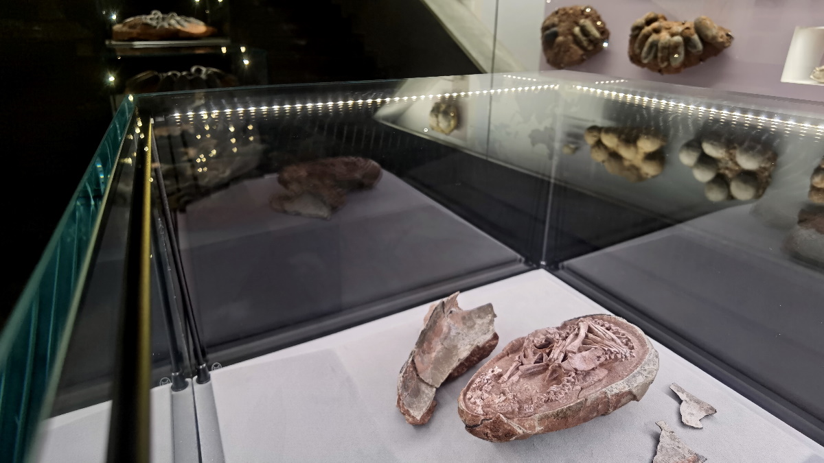 Huevo de dinosaurio descubierto en China refuerza teoría de relación con las aves Huevo de dinosaurio descubierto en China refuerza teoría de relación con las aves