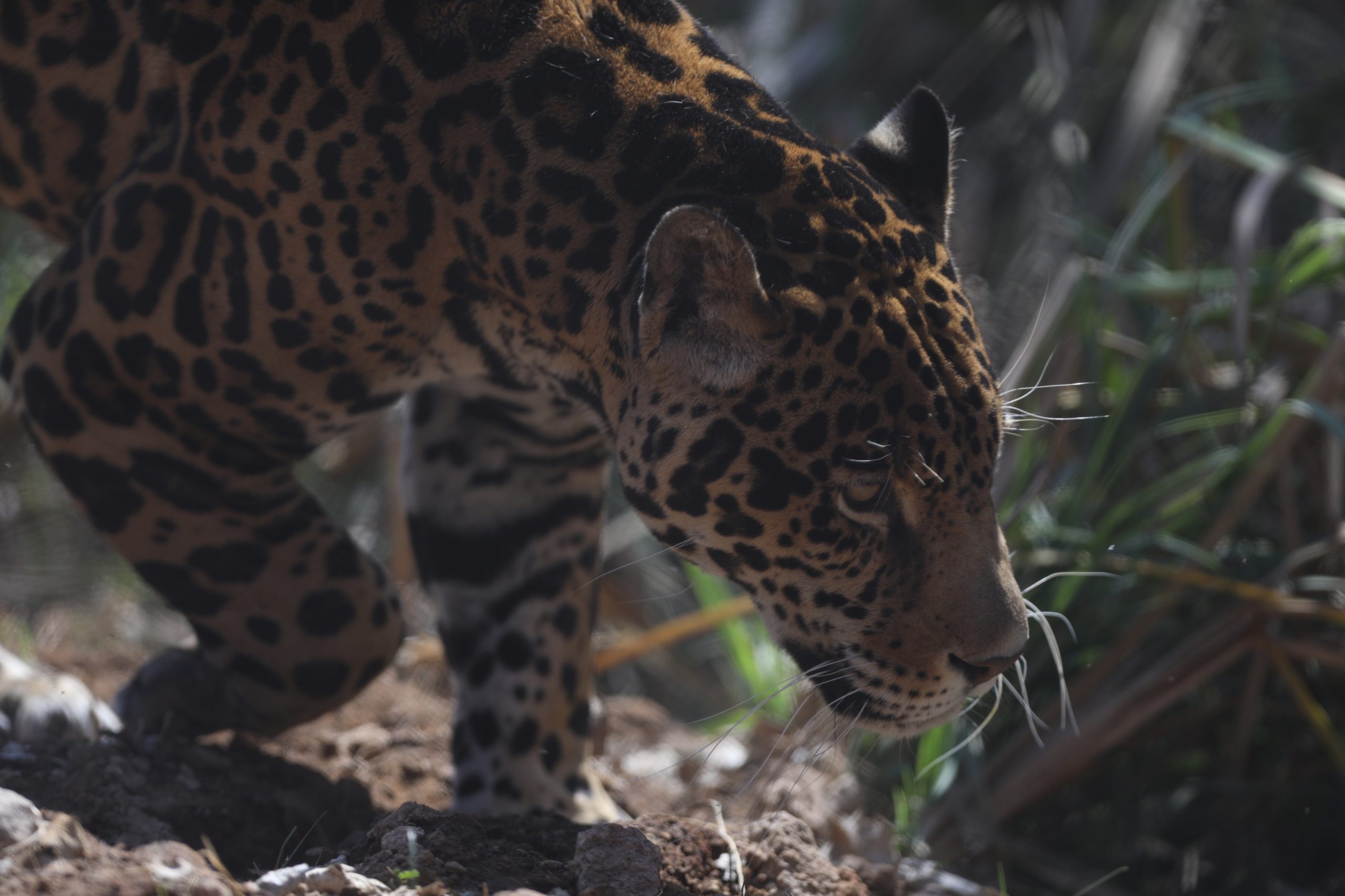 Un santuario de jaguares en México para admirar y aprender de la especie Un santuario de jaguares en México para admirar y aprender de la especie