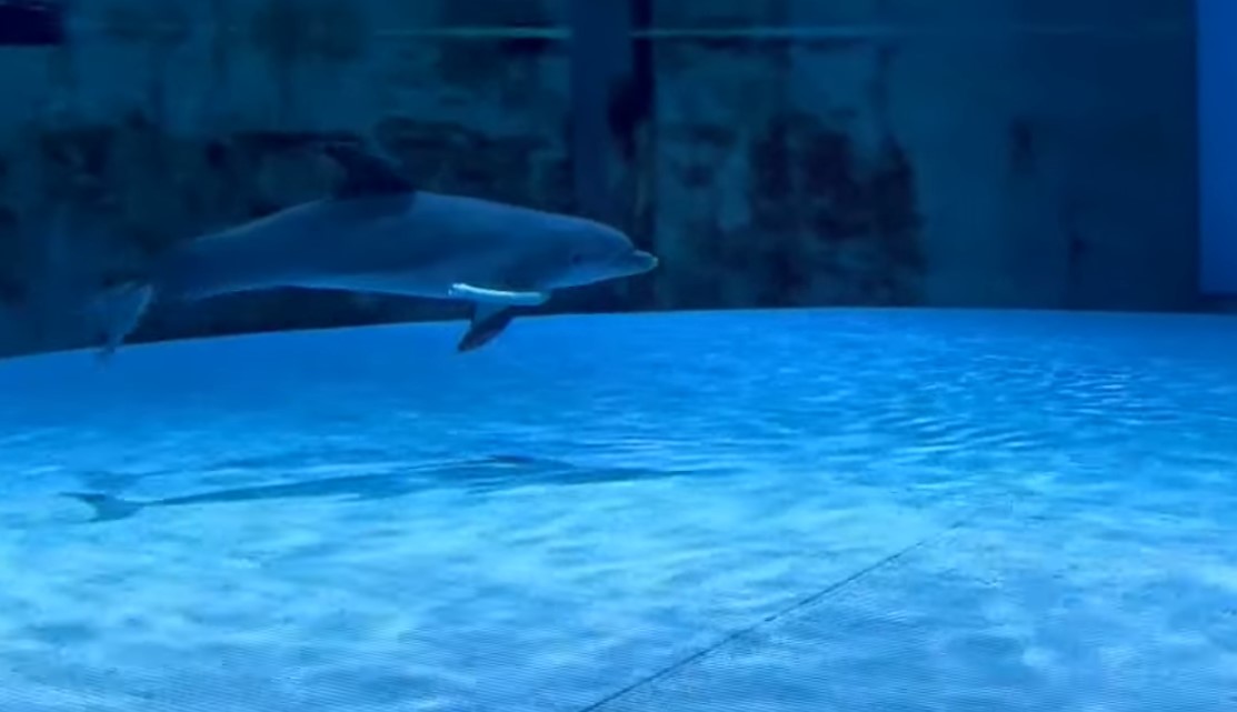 Apollo, el delfín que llega al acuario de EE.UU. donde murió la discapacitada Winter Apollo, el delfín que llega al acuario de EE.UU. donde murió la discapacitada Winter