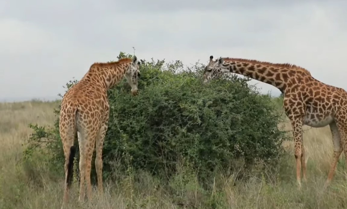 El Parque Nacional de Nairobi celebra su 75 cumpleaños con retos por delante El Parque Nacional de Nairobi celebra su 75 cumpleaños con retos por delante
